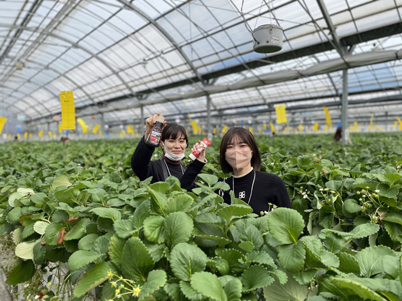 体験部いちご狩り